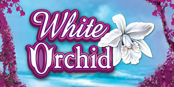 White Orchid Class II